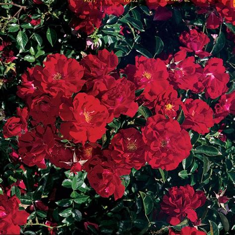 Red Ribbons™ Ground Cover Rose Jackson And Perkins
