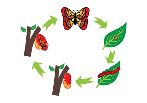 Butterfly Life Cycle Clipart At Getdrawings Free Download