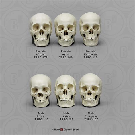 Human Skull Set Of 6 Anatomy Models