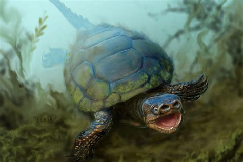Bizarre Pig Nose Turtle Once Swam The Prehistoric Seas Of Utah