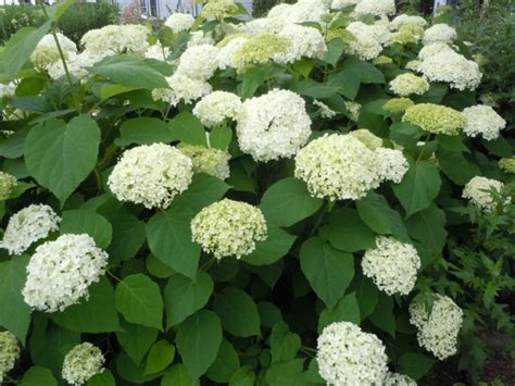 The Endless Summer Hydrangea — Hall Stewart Lawn And Landscape