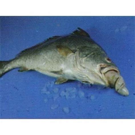 Corvina Ghol Protonibea Diacanthus At Best Price In Ahmedabad