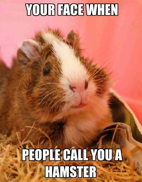 Guinea Pig Memes That Will Make You Laugh Merry About Town