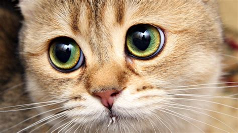 Find the best cats wallpaper on wallpapertag. Cats Desktop Wallpaper - Wallpaper, High Definition, High Quality, Widescreen