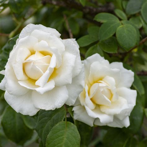 Cloud 10 Climbing Rose Plant Potted Large White Flowers Own Etsy