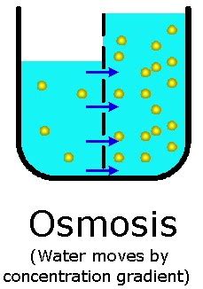 Osmosis is the process where solvent molecules move through a semipermeable membrane from a dilute solution into a more concentrated solution (which becomes more dilute). How Hemodialysis Works: Dialysis Machine, Medical, Extracorporeal, Diffusion, Ultrafiltration ...