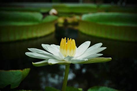 Plantfiles Pictures Tropical Night Blooming Water Lily Waterlily