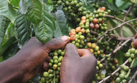 Even the word coffee is reportedly derived from the kaffa region in which it was first grown. Ethiopia Coffee Export Hits Record High - allAfrica.com