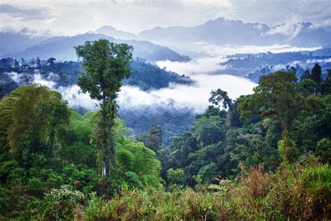A New Threat For Tropical Forests Pacific Standard