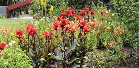 Winterize Canna Lilies Heres When And How To Do It