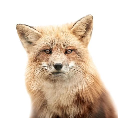 Animal Portraits Fox