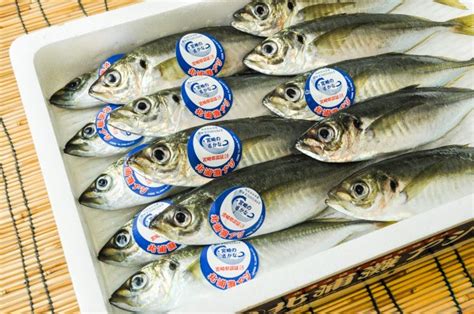 やっぱりスゴイ『どんちっちあじ』 2021年7月19日（月） トロみたいは味わいの『どんちっちあじ』 2021年7月18日（日） 『まだらの白子』入荷しました 2021年7月18日（日） めちゃウマ『キングサーモン』入荷してます 2021年7月17日（土） 【100画像】 ブランド アジ