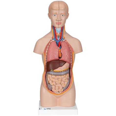 Anatomy Human Torso Model Labeled Organs Anatomy Body Off
