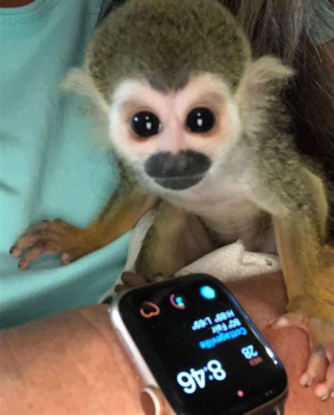 Squirrel Monkey For Sale 242 Petzlover