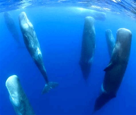 A Pod Of Sperm Whales Sleeping Interestingasfuck