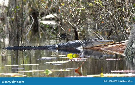 Large Basking American Alligator On A Log At The Big Water Lake