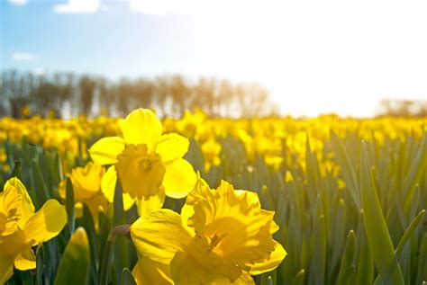 Field Of Bright Yellow Daffodils Stock Photo Download Image Now Istock