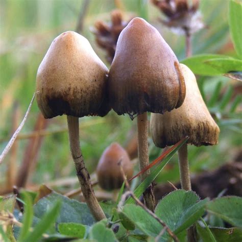 Golocalprov Legislators Want To Decriminalize Magic Mushrooms In