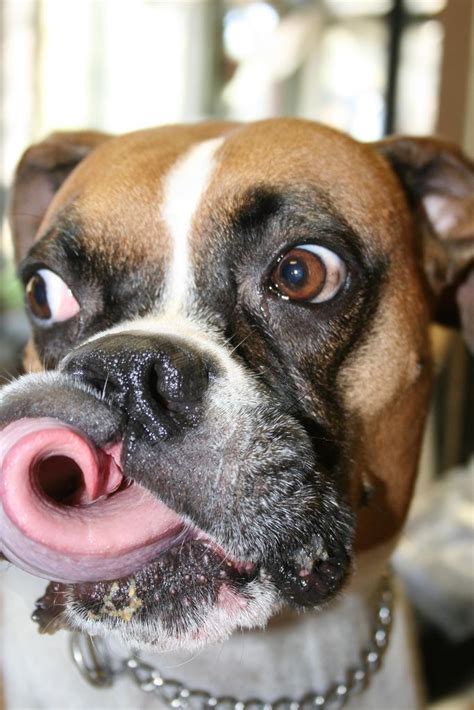 Cute Boxer Dog No Greater Love Than Boxer Love
