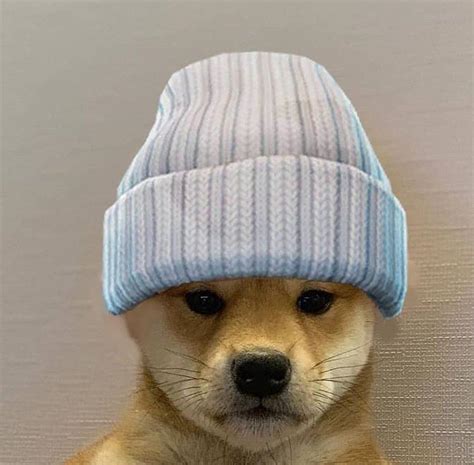 Here are a few suggestions for where to find profile pictures, if you don't already have any! Can somebody make that beanie black? : dogwifhatgang