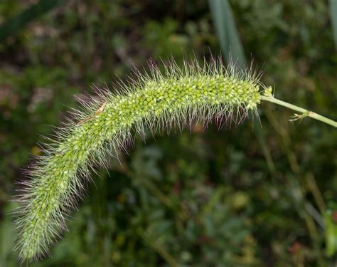 Setaria Viridis Green Foxtail