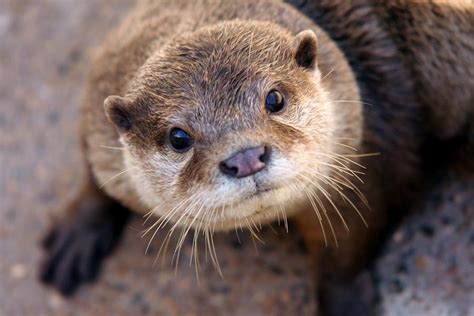 Otter Face Photograph By Brittney Powers Fine Art America