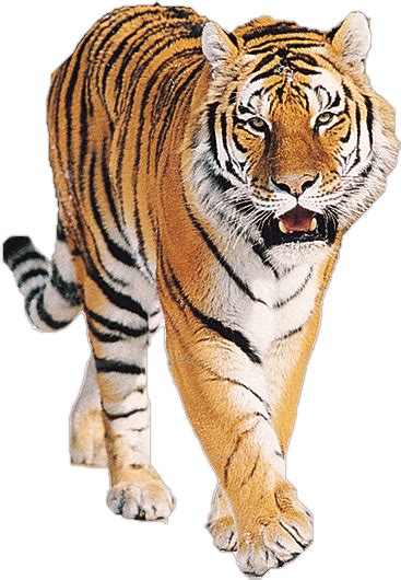 Tiger Roaring Transparent PNG StickPNG