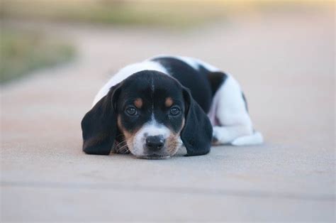 Shadow Resting On The Sidewalk Beagle Puppy Basset Hound Beagle Mix