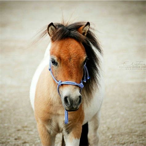 ¡no esperes más y encuentra el perfume que te identifica! Pin von Fotogräfin . auf Falabella Horses