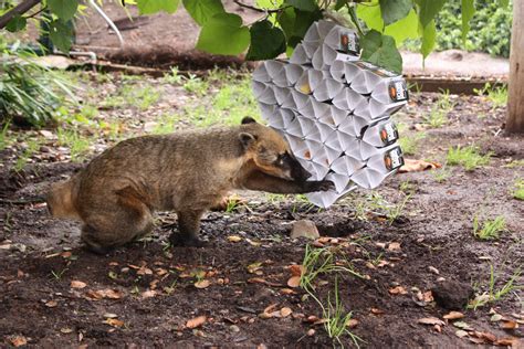 Coati Enrichment Made From Expired Seafood Watch Cards Animal