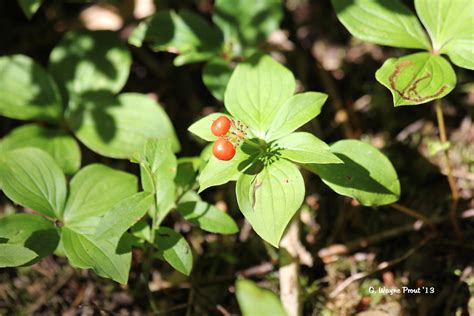 Canadian Bunchberry (Cornus canadensis) | The berries are ou… | Flickr