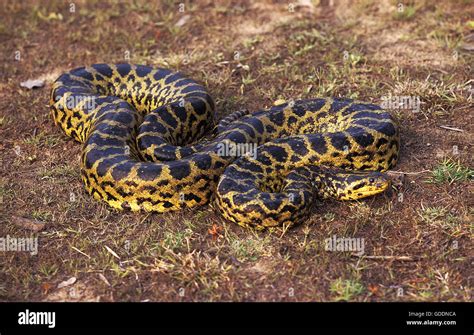 Green Anaconda Hi Res Stock Photography And Images Alamy