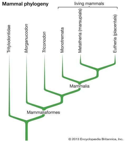 Mammal Evolution Classification Adaptations Britannica