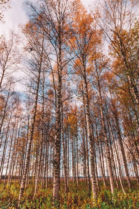 Tall Birch Trees Stock Photo Image Of Pine Vegetation 12850306