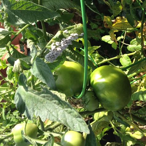 The tomato worm, or tomato hornworm, can quickly destroy a tomato crop. What's That Green Worm On My Tomato Plant? - Organic Plant ...