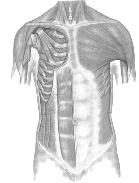 For Labeling Muscles Of The Front Torso Human Body Lesson Human Body