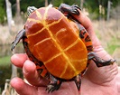 Chrysemys picta – Painted Turtle | Vermont Reptile and Amphibian Atlas