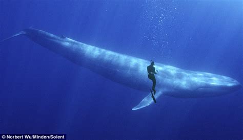Photos Show A Snorkeler And A Blue Whale Off The Coast Of Baja