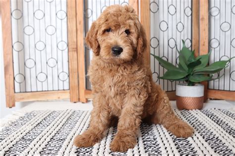 You may have noticed that there are many variations to a golden doodle. Waverly - Wonderful Male F1B Goldendoodle Puppy - Florida ...