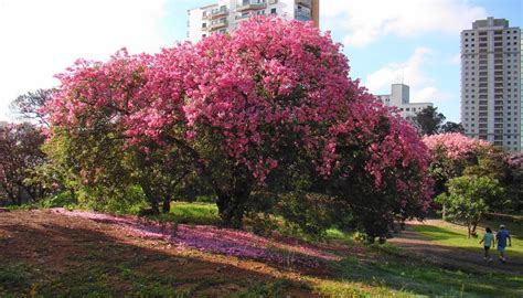There was a board naming the species and it's native. Tree Identification: Chorisa speciosa - Silk Floss Tree