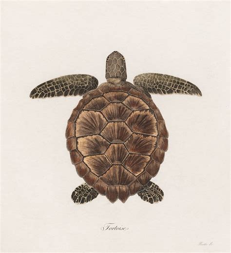 Tortoise 1789 Vintage Animal Illustration Free Photo Illustration