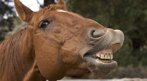 Smile An In Depth Look Into Your Horses Mouth Part 1 Slo Horse News