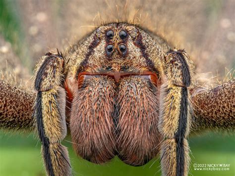 Brazilian Wandering Spider Phoneutria Fera · Inaturalist