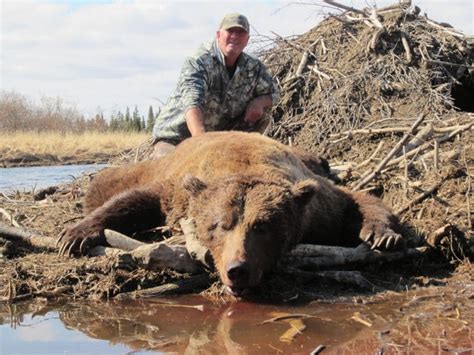 Brown Bear Hunting Gallery Arctic North Guides