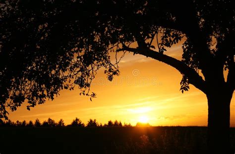 Tree Silhouetted At Sunset Stock Photo Image Of Tranquility 15472424