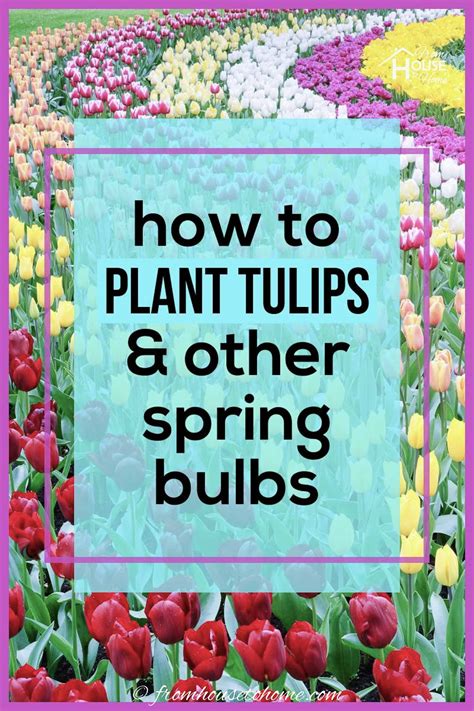 Planting Fall Bulbs How To Plant Tulips And Other Spring Flowering Bulbs
