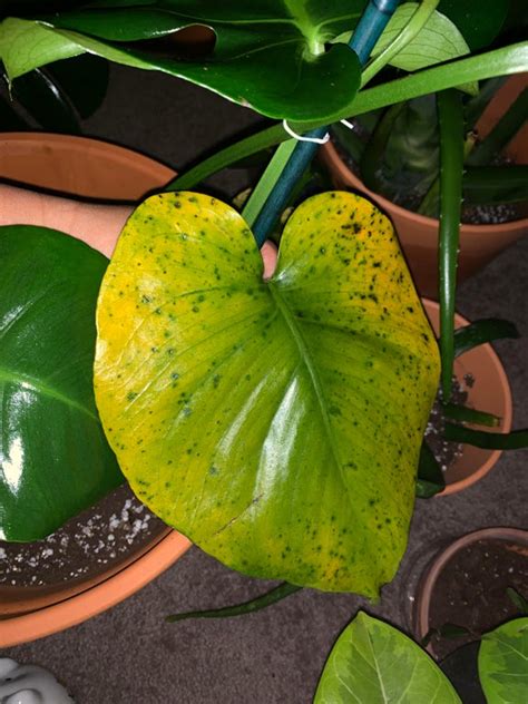 Brown, yellow or wilted leaves? Not the variegation I want! Please help!! Monstera leaves ...