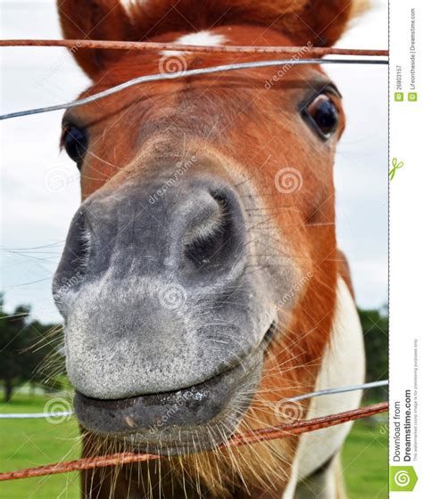 A Funny Smiling Face Horse Head Closeup Of Nostril Royalty Free Stock