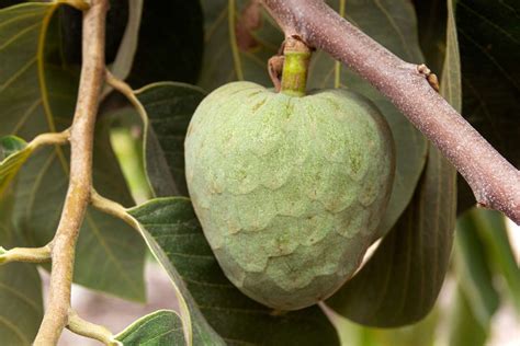 How To Grow And Care For The Cherimoya Tree