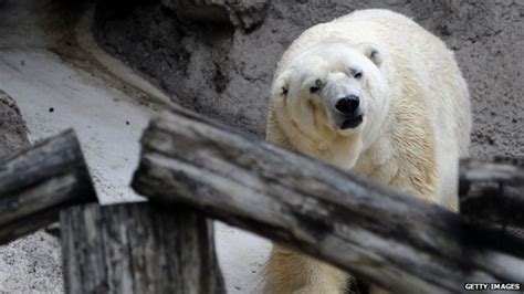 Petition To Move Sad Polar Bear To Canada Bbc News